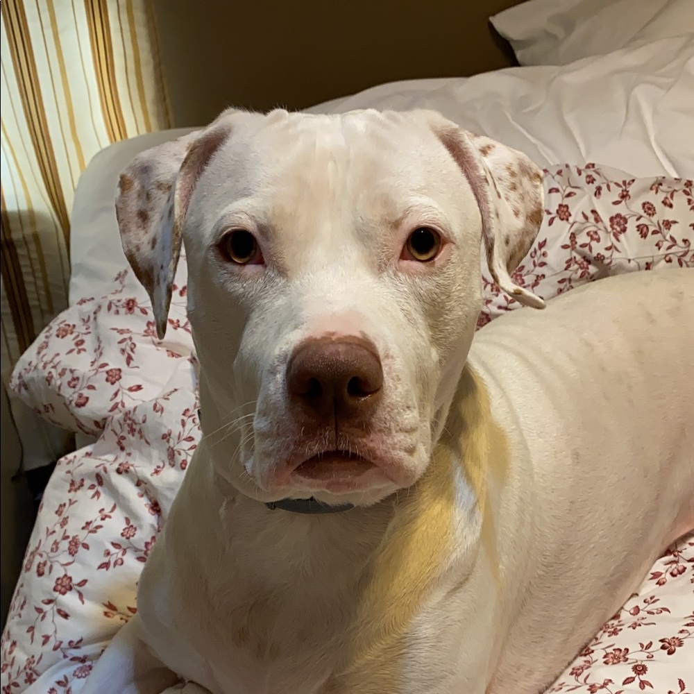 Meet your Posher, Lidia